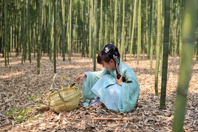 Bamboo Shoot Digging in Liyang