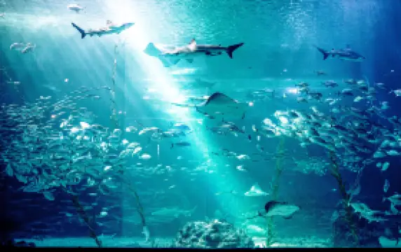 아쿠아플라넷 제주