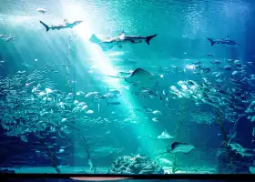 Aqua Planet Jeju