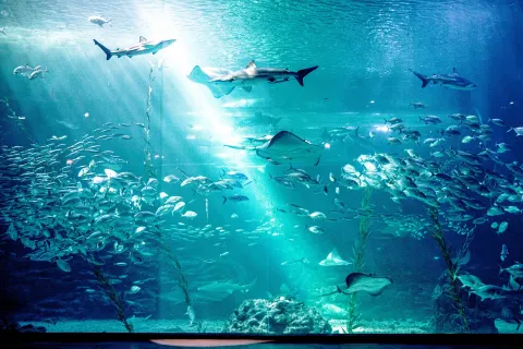 濟州島Aqua Planet水族館