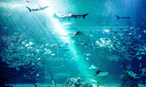 Aqua Planet Jeju
