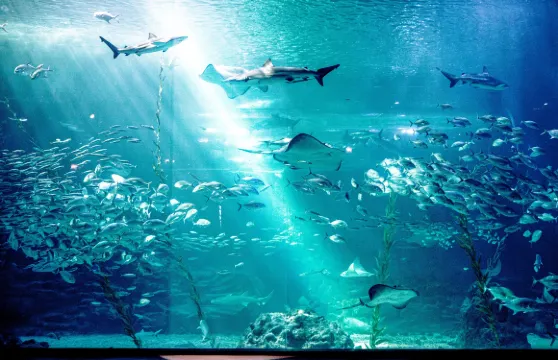 濟州島Aqua Planet水族館門票（包括特別展覽+海洋競技館公演）大小同價（非韓國籍）