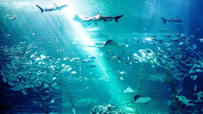 2_Aqua Planet Jeju