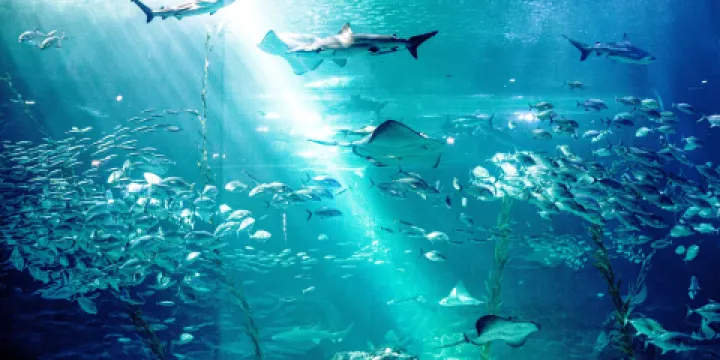 濟州島Aqua Planet水族館