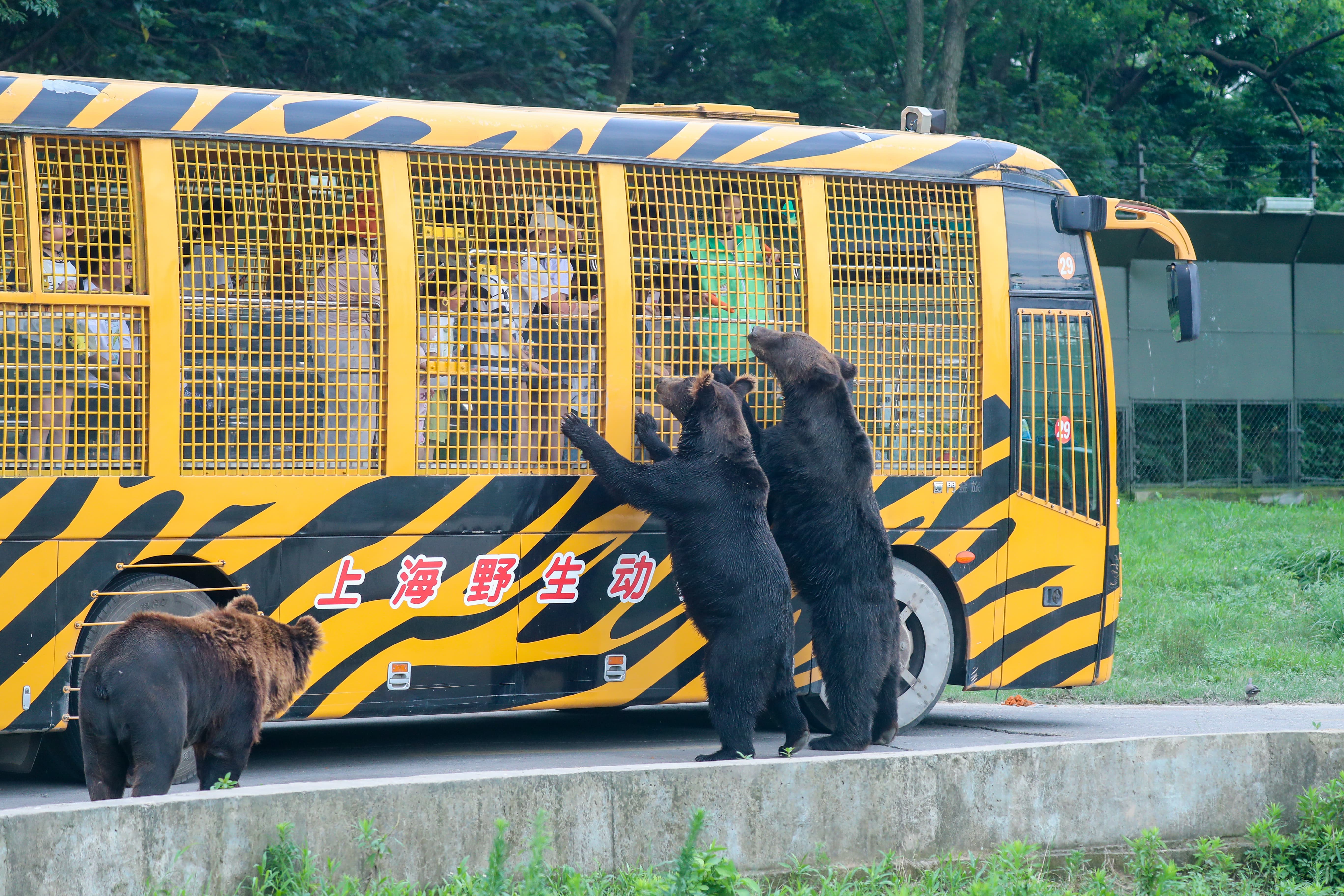 上海野生動物園