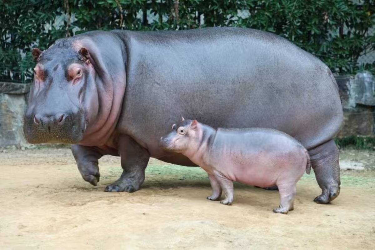 上海野生動物園