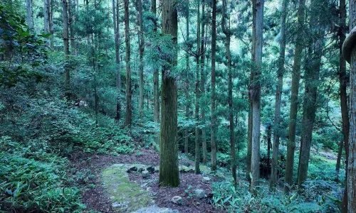 Yaolin National Forest Park