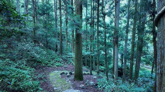 Yaolin National Forest Park