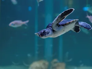 墨田水族館