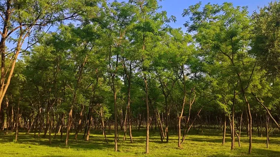 Centennial Locust Forest