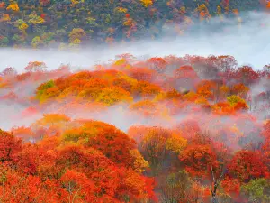 Shennongjia Tourism Area