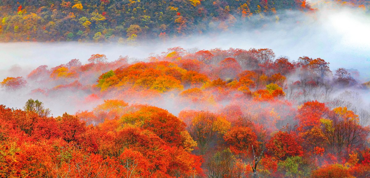 Shennongjia Tourism Area
