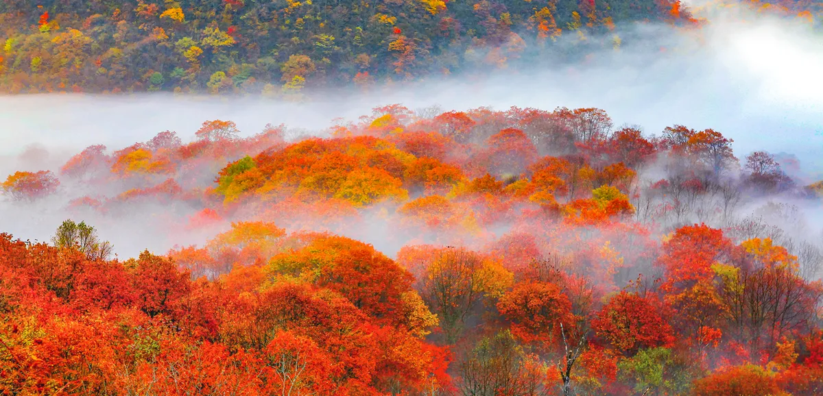 Shennongjia Tourism Area