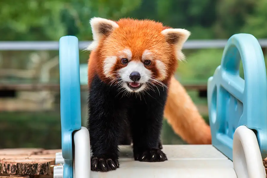 九峰森林動物園