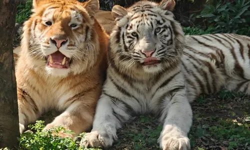 樂和樂都動物主題樂園