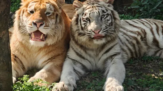 樂和樂都動物主題樂園