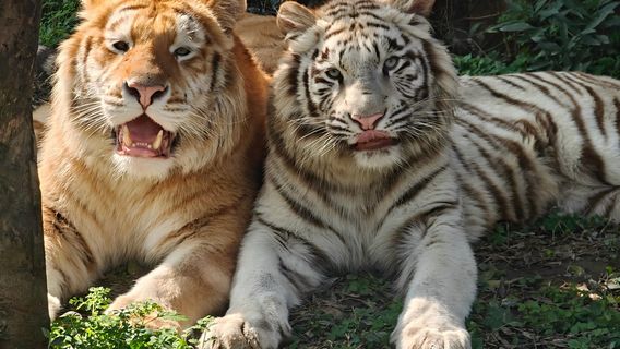 Leheledu Animal Theme Park