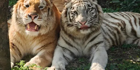 樂和樂都動物主題樂園