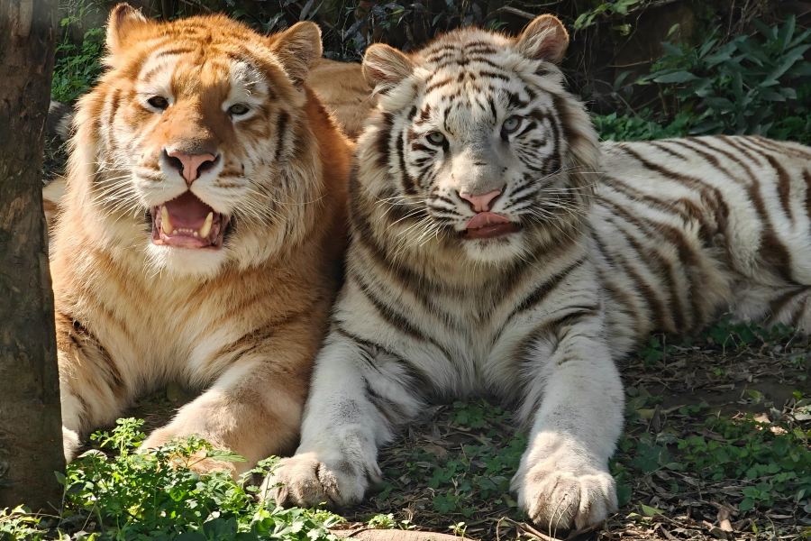 樂和樂都動物主題樂園