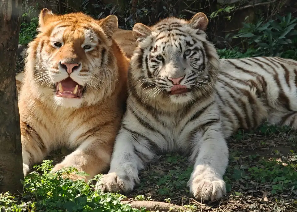 2_Leheledu Animal Theme Park