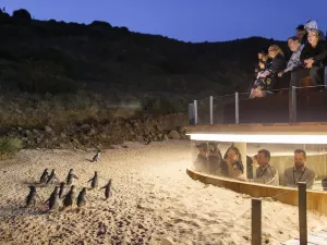 Penguin Parade