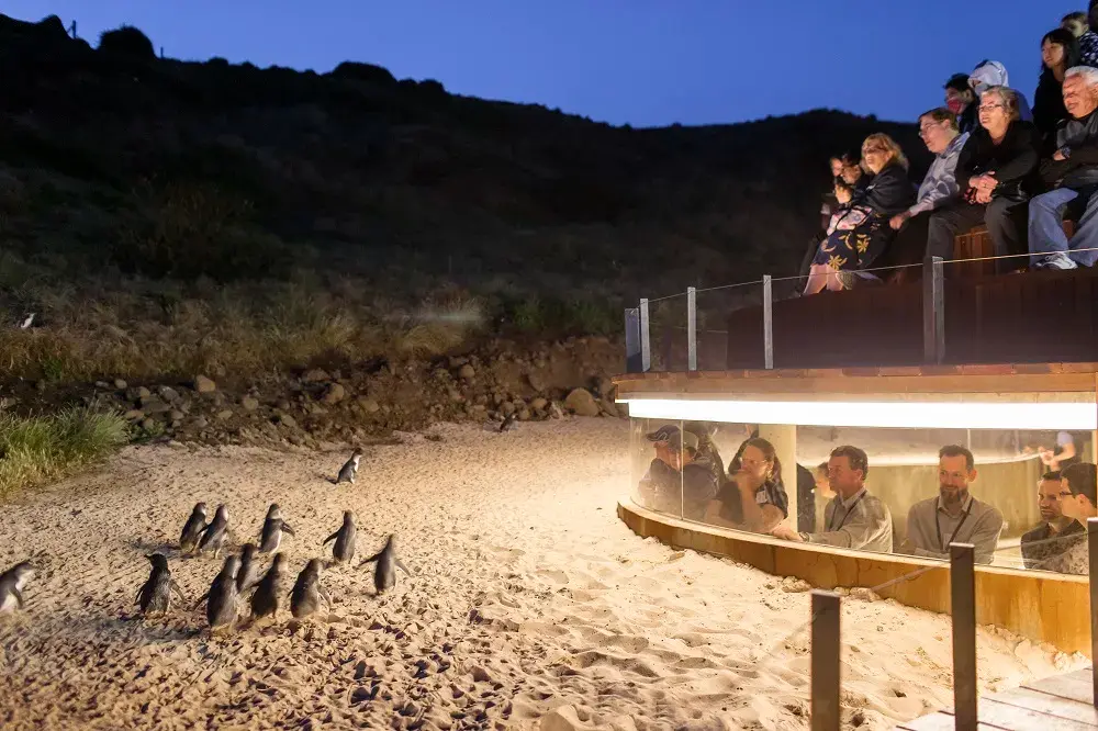 4_Penguin Parade
