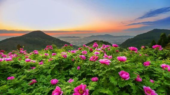 화샤 모란 정원