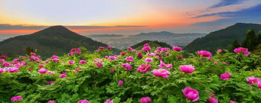 화샤 모란 정원