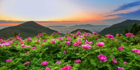 華夏牡丹園