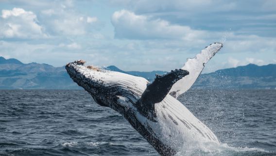 Kaikoura