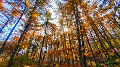 Lushan National Forest Park