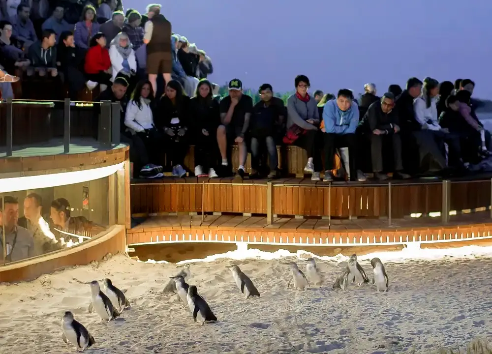 Penguin Parade