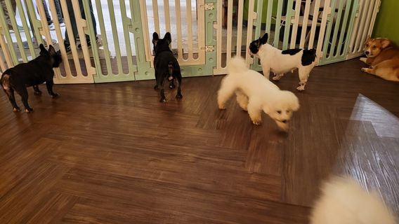 Just Dogs @ Just Pets Megastore(Kota Damansara)