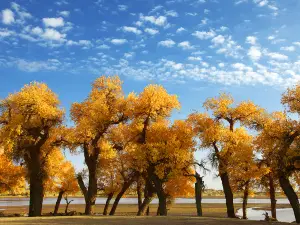 Hei Cheng-Ruoshui River Populus Euphratica Scenic Spot