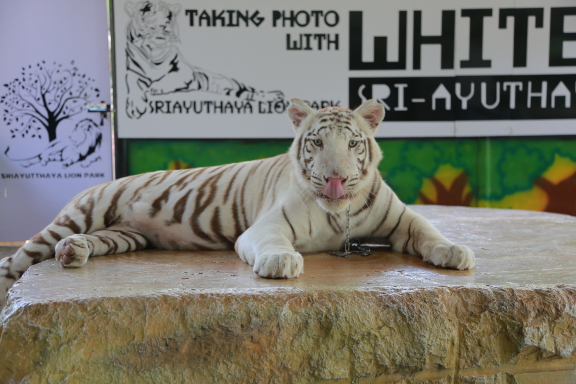 เที่ยว ศรีอยุธยา ไลอ้อน ปาร์ค