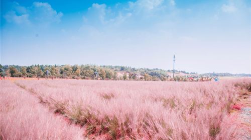 Yangsha Lake Colorful Flower Field