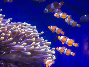 Acquario di Barcellona