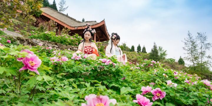 Chinese Peony Garden