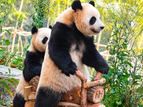 愛寶樂園