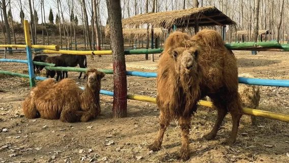 Houma Forest Ecological Sightseeing Experience Park