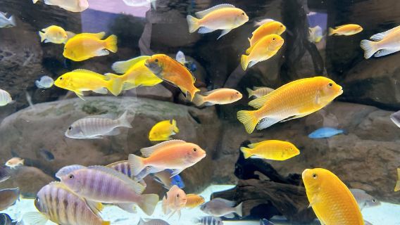 Tour privado de medio día por el Acuario Oceánico de Shanghái