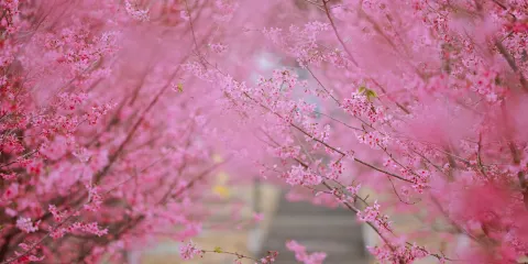 音樂百花谷