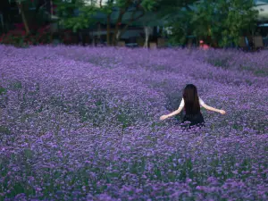Manhua Sea of Flowers