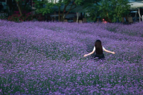 Manhua Sea of Flowers