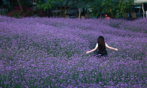 Manhua Sea of Flowers