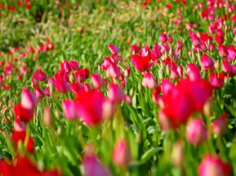 Hongye Shiyan Tourist Area