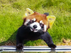 Red Panda Forest Park