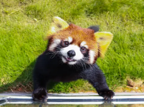 สวนแพนด้าแดง ตูเจียงเยี่ยน
