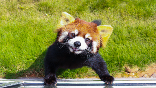 Red Panda Forest Park