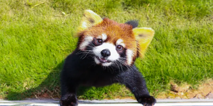 都江堰小熊貓森林公園